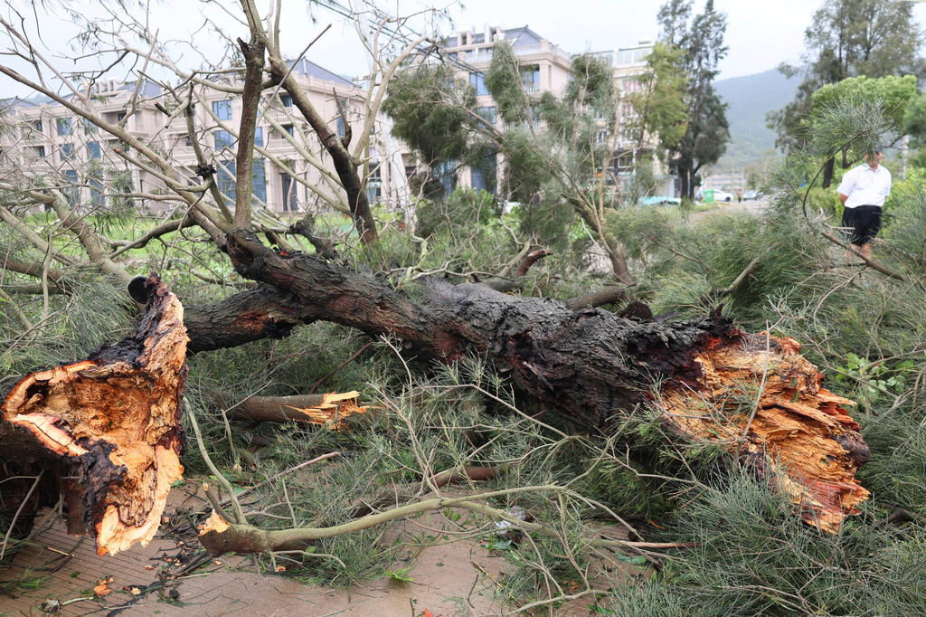 People clear a road from a follen tree after Typhoon Bavi passed in Wenling in eastern China's Zhejiang province, Sunday, July 12, 2026. (Chinatopix Via AP) CHINA OUT