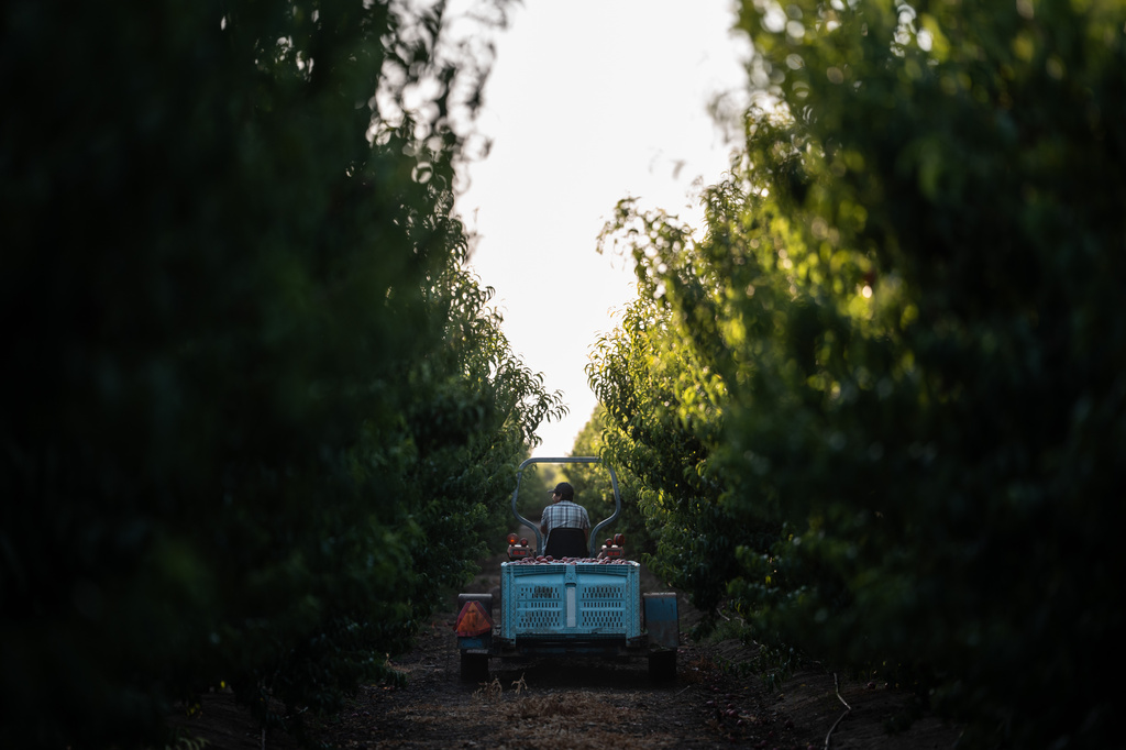 A farmworker drives a tractor carrying bins filled with nectarines through Cesar Mora's orchard in Reedley, Calif., Wednesday, July 1, 2026, ahead of a free giveaway amid an ongoing contract dispute over the crop. (AP Photo/Jae C. Hong)