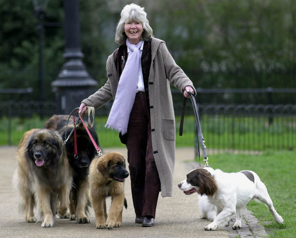 FILE - Author Jilly Cooper walks with an army of dogs and rare breeds at a photocall to launch Crufts Dog Show, in London, England, Feb. 20, 2002. (Stefan Rousseau/PA via AP, File)