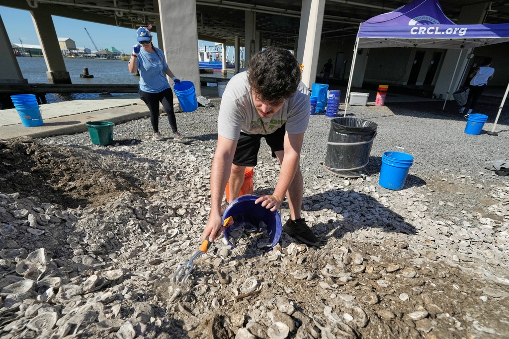 Grand Caillou/Dulac Band of Biloxi-Chitimacha-Choctaw Tribal Chief Devon Parfait scoops oyster shell into a bucket during a reef barrier project organized by the Coalition To Restore Coastal Louisiana in Cocodrie, La., Friday, Oct. 24, 2025. (AP Photo/Gerald Herbert)