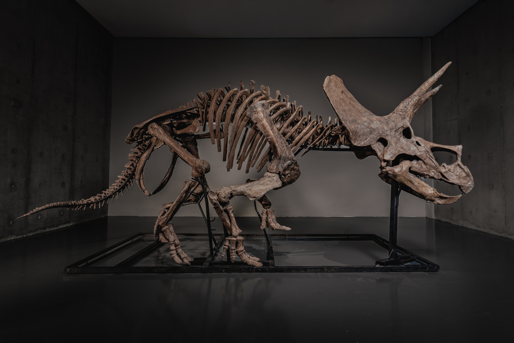 In this photo made available by JOOPITER, a triceratops skeleton, dubbed Trey, is displayed at Co-Museum at Le Freeport Singapore, Feb. 5, 2026. (Courtesy of Joopiter via AP)