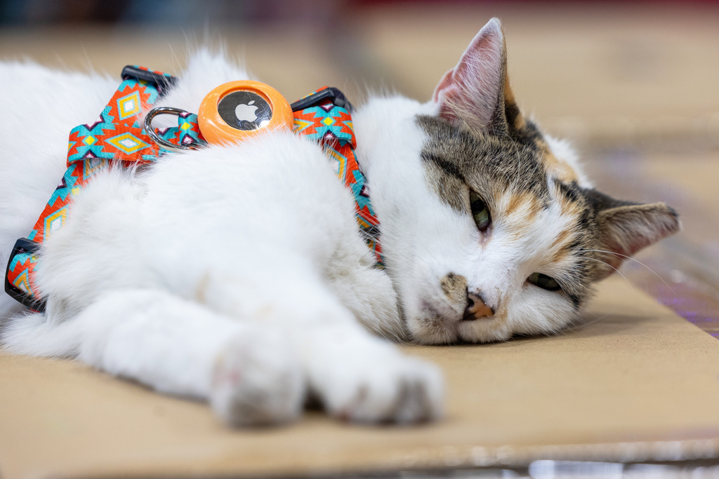 This photo provided by Lowe's shows Francine, the store cat, on Tuesday, Oct. 7, 2025, in Richmond, Va. (Kevin Ridley/Lowe's via AP)