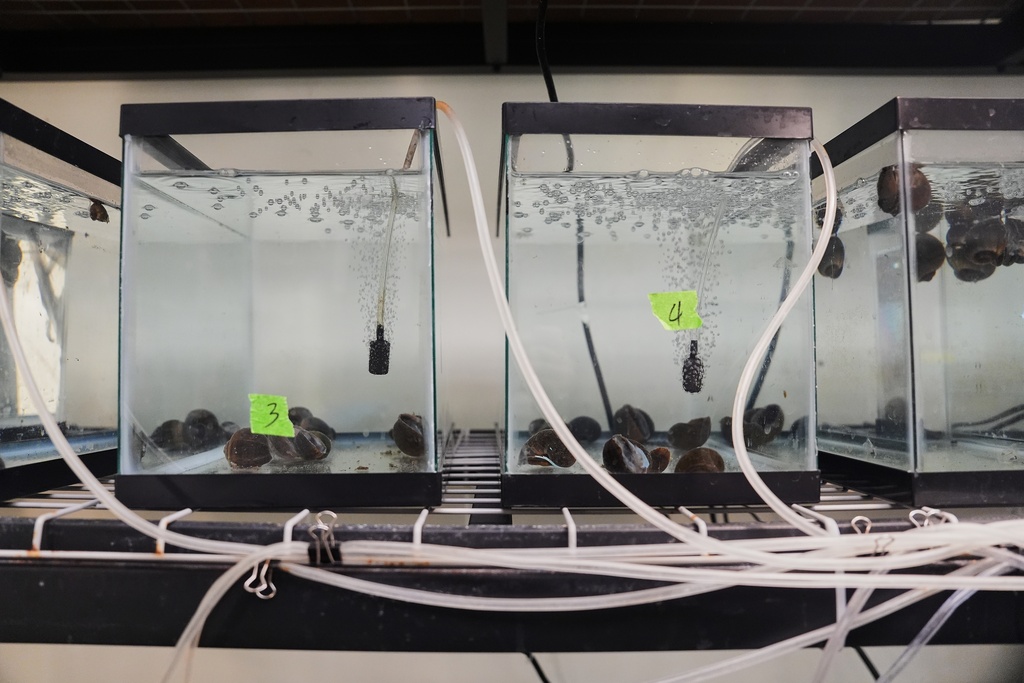 Apple snails sit in tanks as part of an experiment testing concentrations of copper sulfate used to kill the snails Thursday, Jan. 22, 2026, at Louisiana State University in Baton Rouge, La. (AP Photo/Joshua A. Bickel)