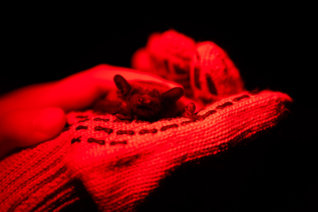 A rescued bat sits on a hand during a ceremony of returning bats to the wild in Kyiv, Ukraine, Saturday, April 4, 2026. (AP Photo/Dan Bashakov)