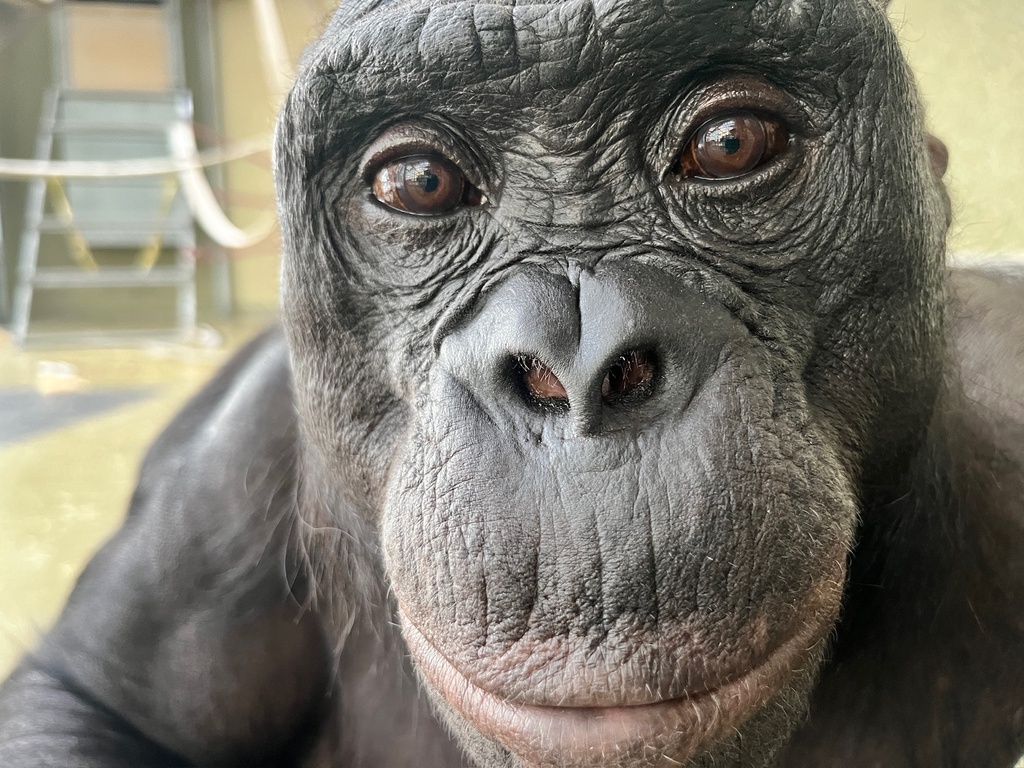This undated photo provided by the Ape Initiative shows Kanzi, a bonobo who learned to communicate with humans, in Des Moines, Iowa. (Ape Initiative via AP)
