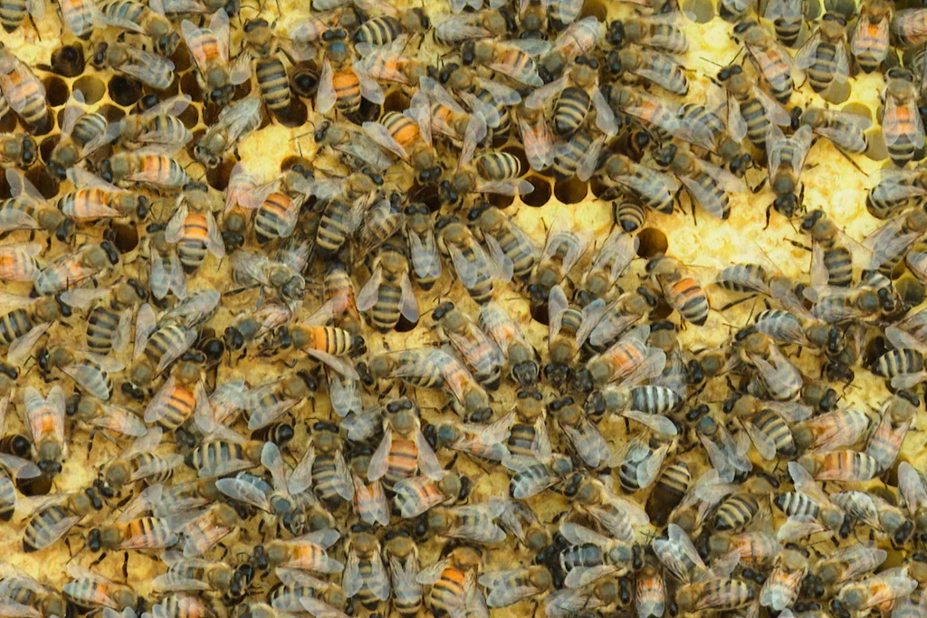 In this image made from video, bees gather on the frame of a hive box at Michigan State University's Pollinator Performance Center Wednesday, Aug. 6, 2025, in East Lansing, Mich. (AP Photo/Mike Householder)