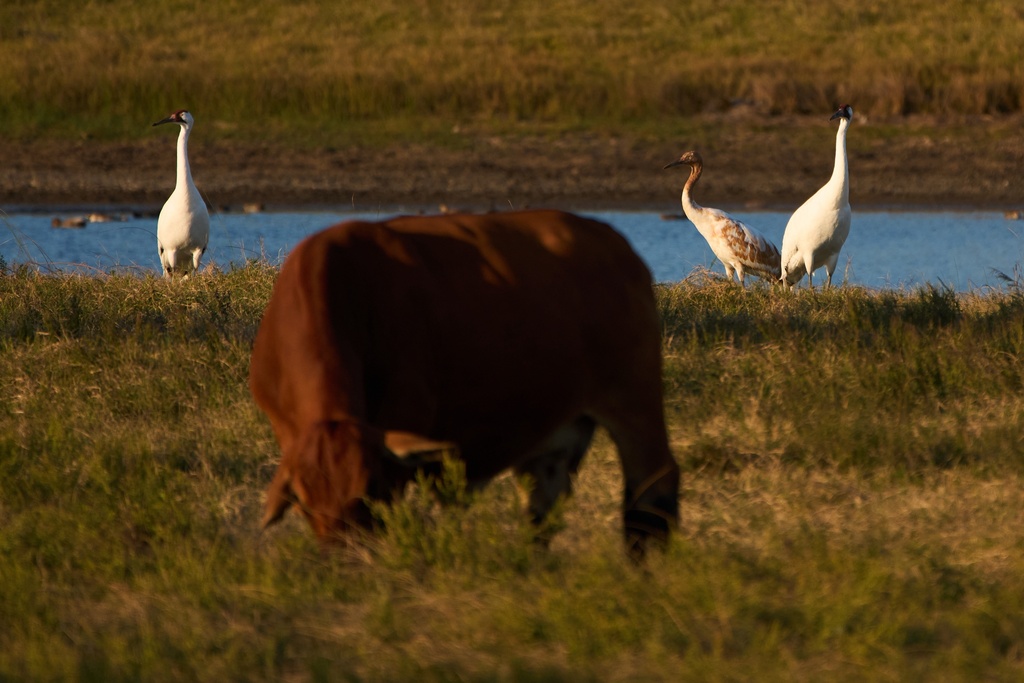 Whooping cranes stand in a cow pasture Thursday, Dec. 11, 2025, in Rockport, Texas. (AP Photo/John Locher)