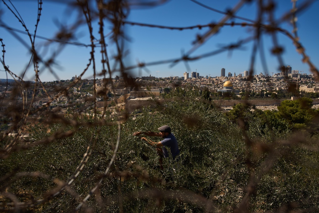 French volunteers harvest olives at the Benedictine monastery on top of the Mount of Olives overlooking Jerusalem's Old City, Saturday, Oct. 18, 2025. (AP Photo/Oded Balilty)