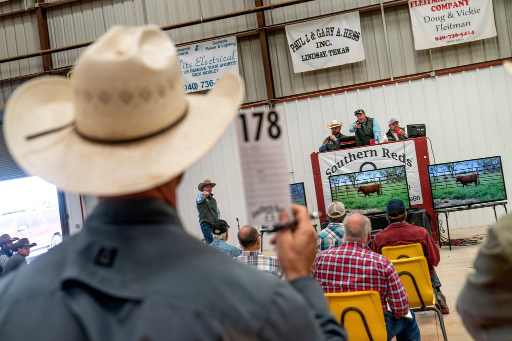 FILE - A rancher bids on a bull at a cattle auction in Gainesville, Texas, April 21, 2023. (AP Photo/David Goldman, File)