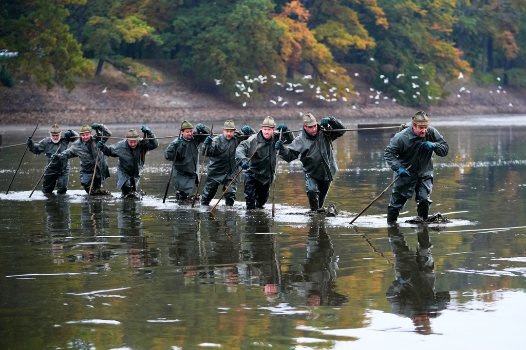 Fishermen pull on nets during a traditional fish haul of the Rozmberk pond near the town of Trebon, Czech Republic, Friday, Oct. 17, 2025. (AP Photo/Petr David Josek)