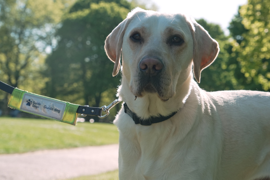 Sha Khan's guide dog, Moby, stands while on a leash in Green Park, London, Thursday, April 23, 2026. (AP Photo/Mustakim Hasnath)