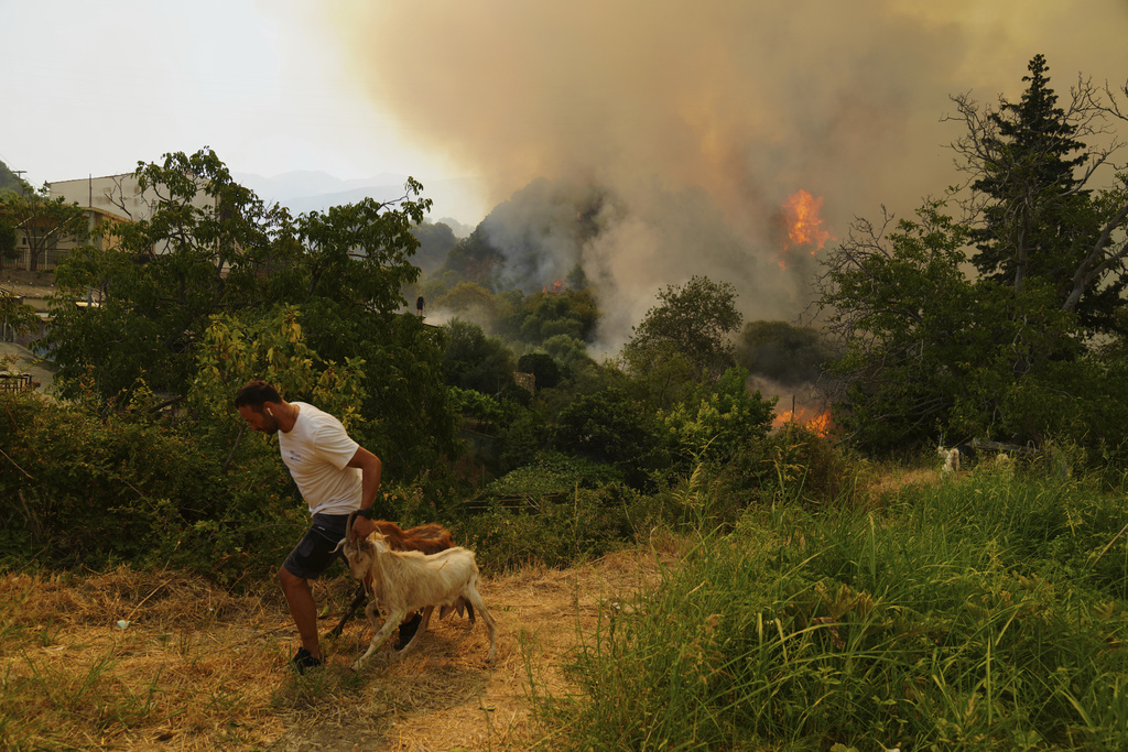 A man takes away goats during a wildfire in Vounteni, on the outskirts of Patras, western Greece, Wednesday, Aug. 13, 2025. (AP Photo/Thanassis Stavrakis)