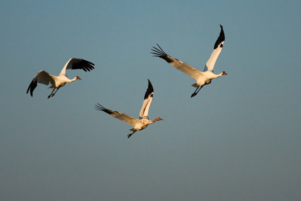Whooping cranes fly Thursday, Dec. 11, 2025, in Rockport, Texas. (AP Photo/John Locher)