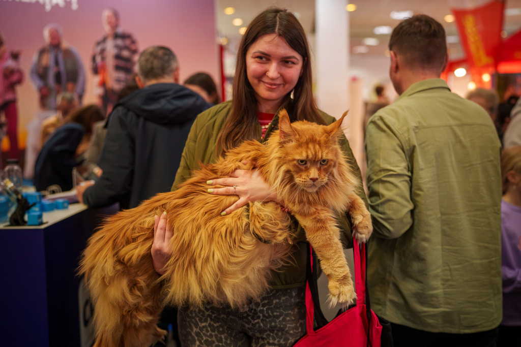A woman holds a Maine Coon cat at the Pet Expo in Bucharest, Romania, Saturday, March 14, 2026. (AP Photo/Vadim Ghirda)