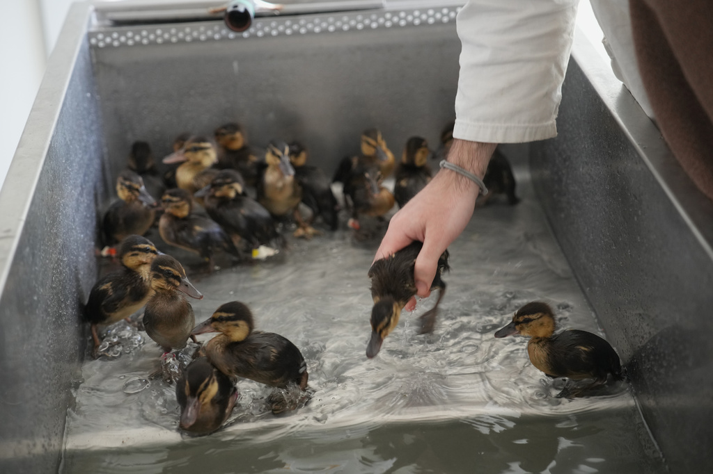 Baby ducks are bathed at the Wildlife Veterinary Hospital in Maisons-Alfort, outside Paris, April 17, 2026 . (AP Photo/Christophe Ena)
