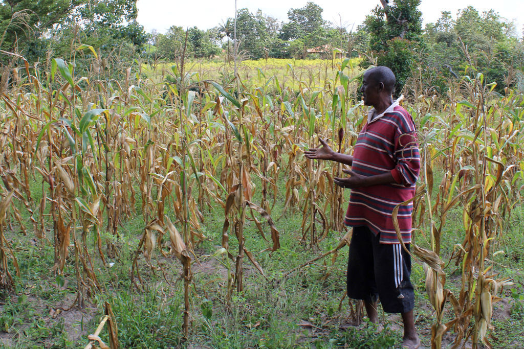Anderson Kalama stands in his farm in Kilifi, Kenya, on Aug. 12, 2025. (AP Photo/Inaara Gangji)