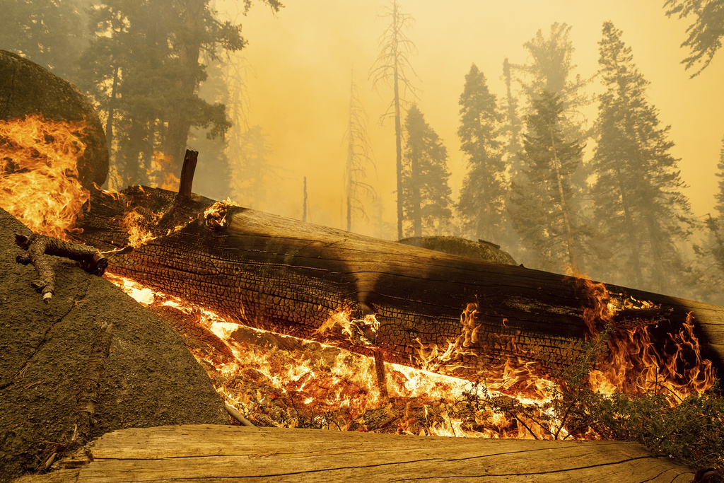 The Garnet Fire burns in the McKinley Grove area of the Sierra National Forest, Calif., on Monday, Sept. 8, 2025. (AP Photo/Noah Berger)