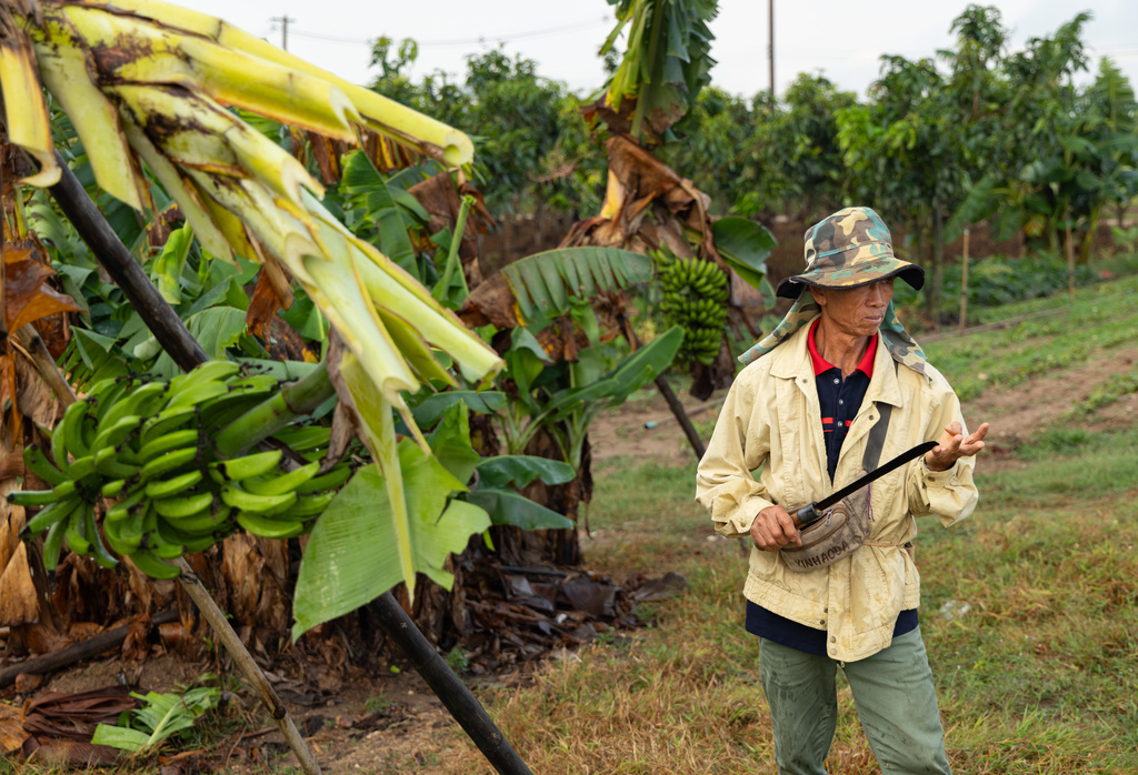 Farmer Lah Boonruang takes a break from harvesting banana bushels on a farm in Tha Ton, Thailand, on Feb. 20, 2026. (AP Photo/Anton L. Delgado)