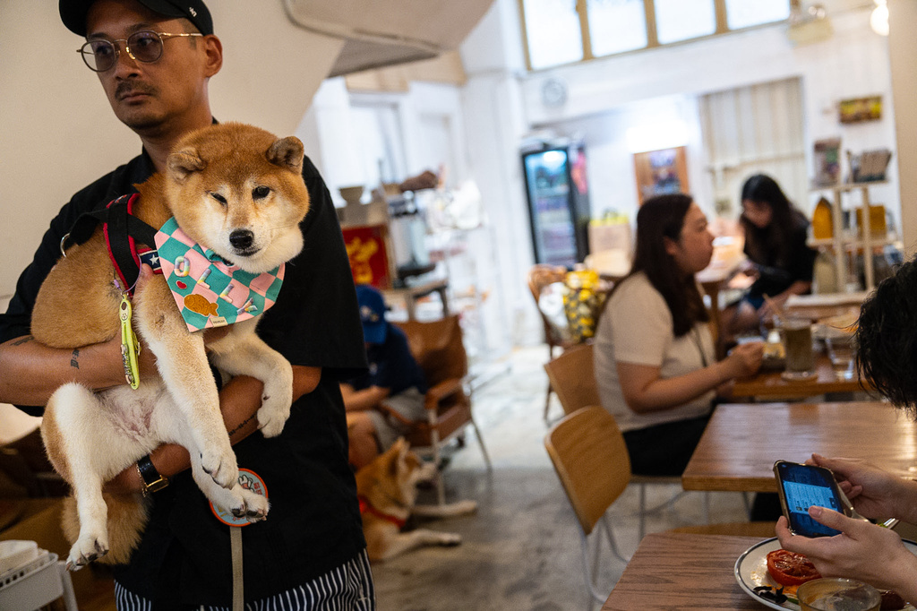 A customer holds his dog inside the Wan Land Cafe on the first day dogs are legally permitted in restaurants in Hong Kong, Thursday, July 9, 2026. (AP Photo/Chan Long Hei)