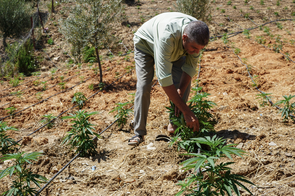 A farmer works in a cannabis field in Bab Berred, Chefchaouen, Morocco, Friday, July 11, 2025. (AP Photo/Sam Metz)