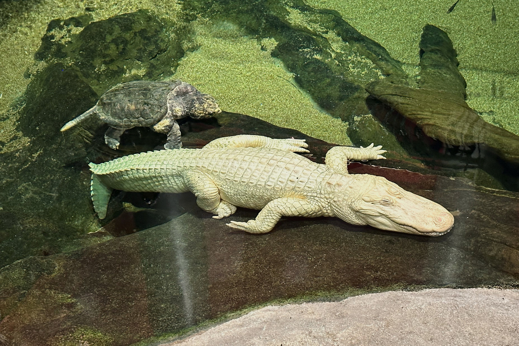 Claude, an albino alligator, is shown at the California Academy of Sciences, in San Francisco, Thursday, April 24, 2025. (AP Photo/Jeff Chiu)