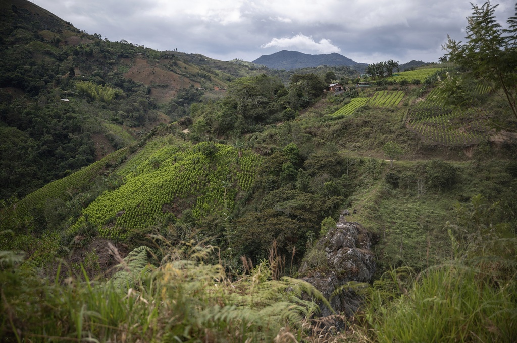 Fields of coca plants, grown for illicit use, are visible near a school July 18, 2025, in Manuelico village, Caldono, Colombia. (AP Photo/Nadège Mazars)