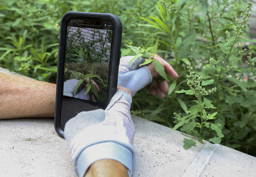 FILE - In this July 27, 2018 photo, Susan Hewitt photographs a daisy-like weed known as 'shaggy soldier' and adds it to iNaturalist in the New York City EcoFlora project. (AP Photo/Emiliano Rodriguez Mega, file)