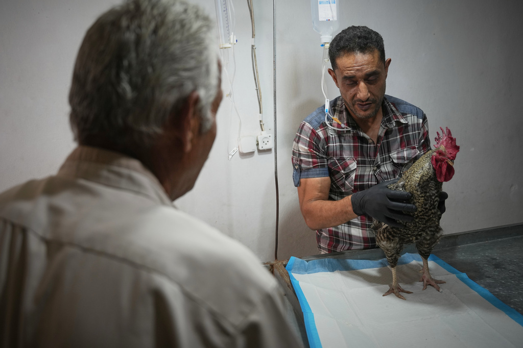 Veterinarian Dr. Bashar Shehada, 42, examines a rooster suffering from nasal discharge at a veterinary clinic in Gaza City, Saturday, June 6, 2026. (AP Photo/Abdel Kareem Hana)
