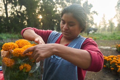 Flor Jimenez packages cempasuchil flowers on her farm as she grows the marigolds in preparation for Day of the Dead celebrations in Xochimilco on the outskirts of Mexico City, Thursday, Oct. 16, 2025. (AP Photo/Claudia Rosel) Flor Jimenez packages cempasuchil flowers on her farm as she grows the marigolds in preparation for Day of the Dead celebrations in Xochimilco on the outskirts of Mexico City, Thursday, Oct. 16, 2025. (AP Photo/Claudia Rosel)