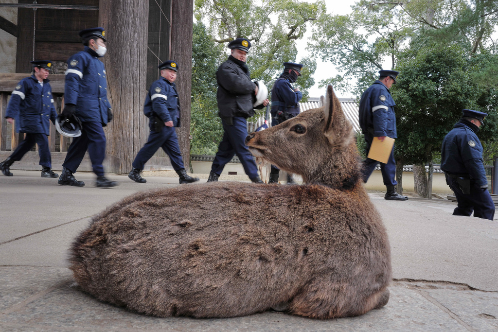 A deer rests at Todaiji temple in Nara, western Japan, Wednesday, Jan. 14, 2026, in Nara, western Japan, as police officers walk by. (AP Photo/Eugene Hoshiko)
