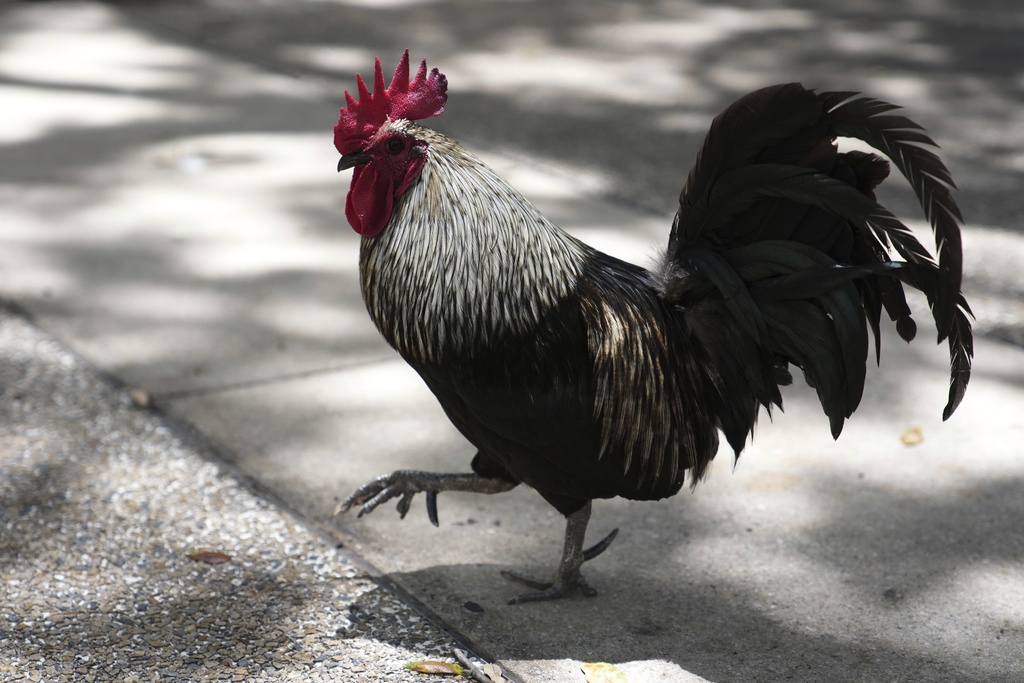 A rooster walks on the pavement outside of the Stephen P. Clark Government Center in downtown Miami, Wednesday, May 7, 2025, in Miami. (AP Photo/Lynne Sladky)