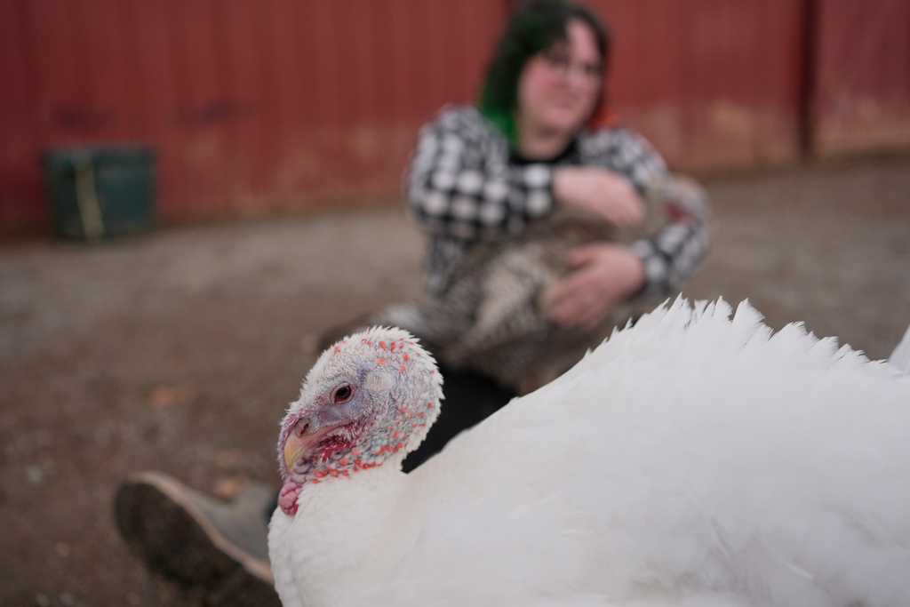 A turkey used for cuddle therapy walks past someone having a session at The Gentle Barn, Tuesday, Nov. 25, 2025, in Christiana, Tenn. (AP Photo/George Walker IV)