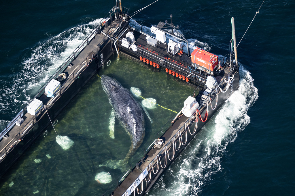 The humpback whale recovered from a shallow bay off Wismar is being transported towards the North Sea in a flooded cargo ship just before the Danish border in Fehmarn, Germany, Wednesday, April 29, 2026. (Philip Dulian/dpa via AP)