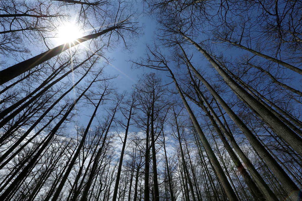 FILE - Cypress trees grow in Heron Pond in the Shawnee National Forest near Belknap, Ill., April 9, 2013. (AP Photo/Seth Perlman, File)