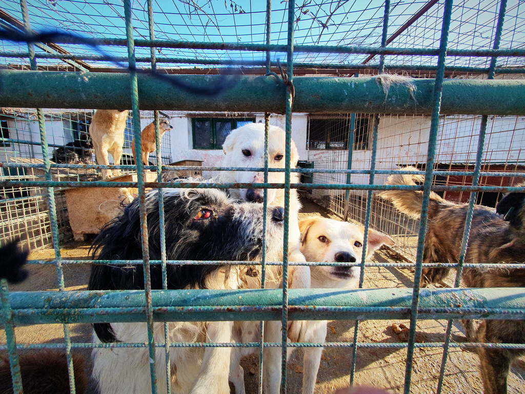 In this image provided by the Four Paws animal welfare organization dogs stand in an enclosure at a shelter in Braila, Romania, Jan. 16, 2026. (Vier Pfoten via AP)