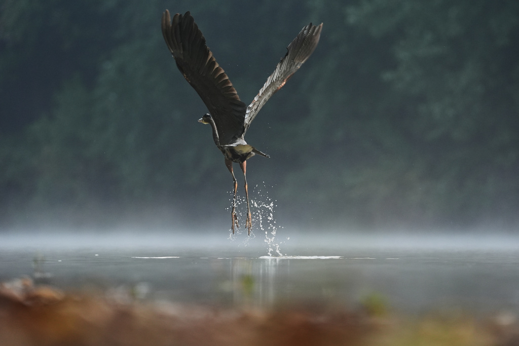 FILE - A great blue heron takes off Sept. 26, 2025, in Cincinnati. (AP Photo/Joshua A. Bickel, File)