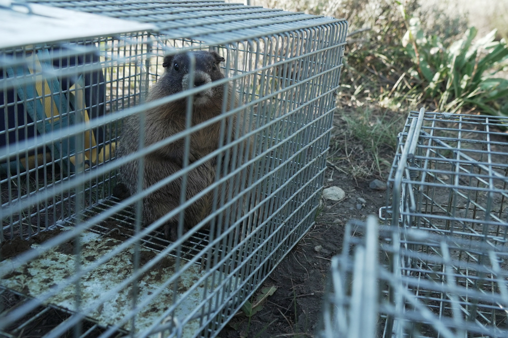 A marmot pup looks out from a trap Thursday, Aug. 6, 2026, in Gothic, Colo. (AP Photo/Brittany Peterson)