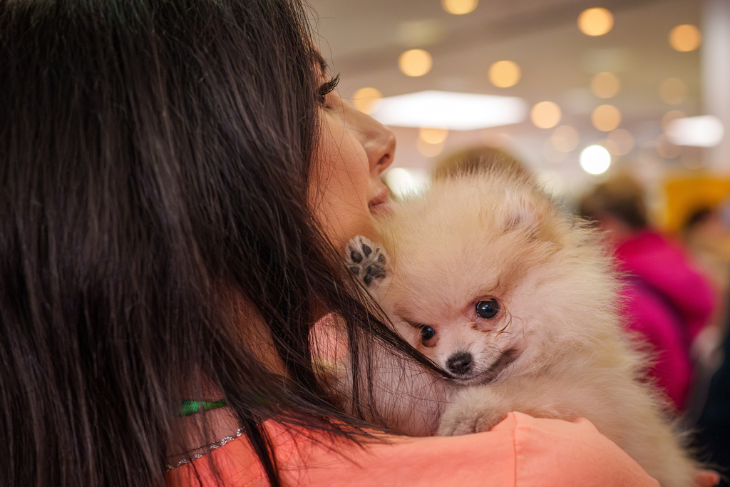 Ayla, a Pomeranian, chews on its owner's hair at the Pet Expo in Bucharest, Romania, Saturday, March 14, 2026. (AP Photo/Vadim Ghirda)