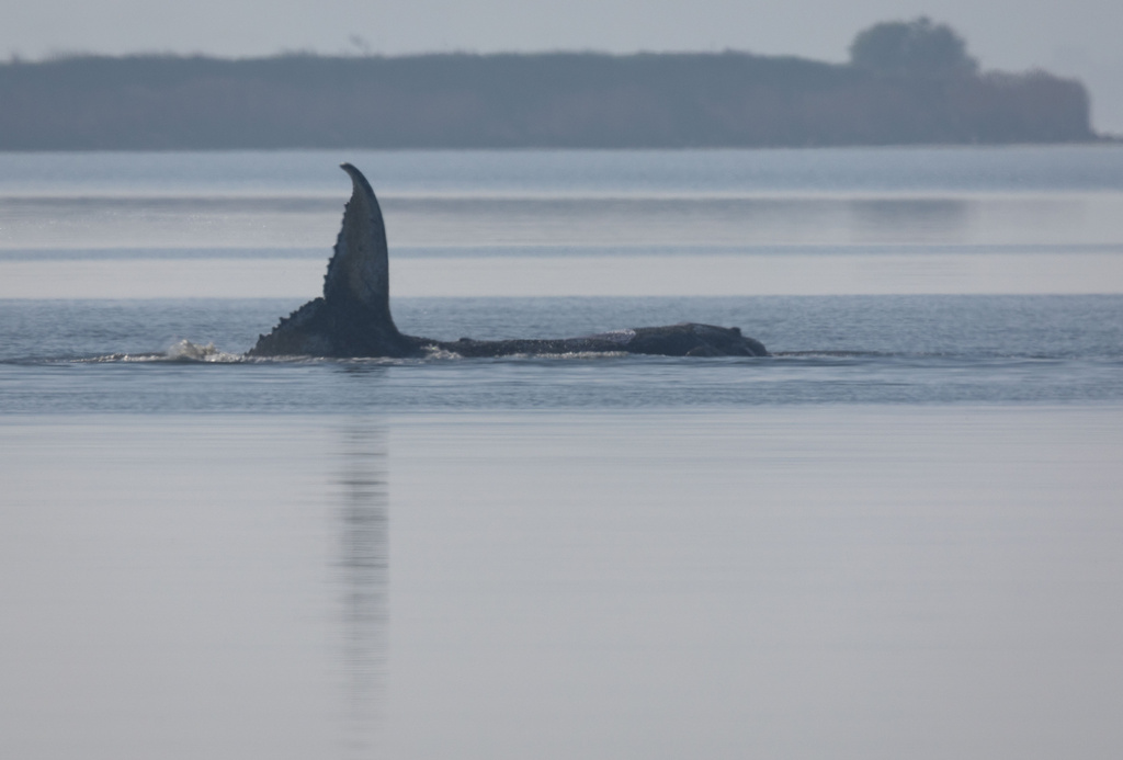 The humpback whale, nicknamed Timmy, remains trapped near the island of Poel, Germany, Friday, April 17, 2026. (Jens Büttner/dpa via AP)