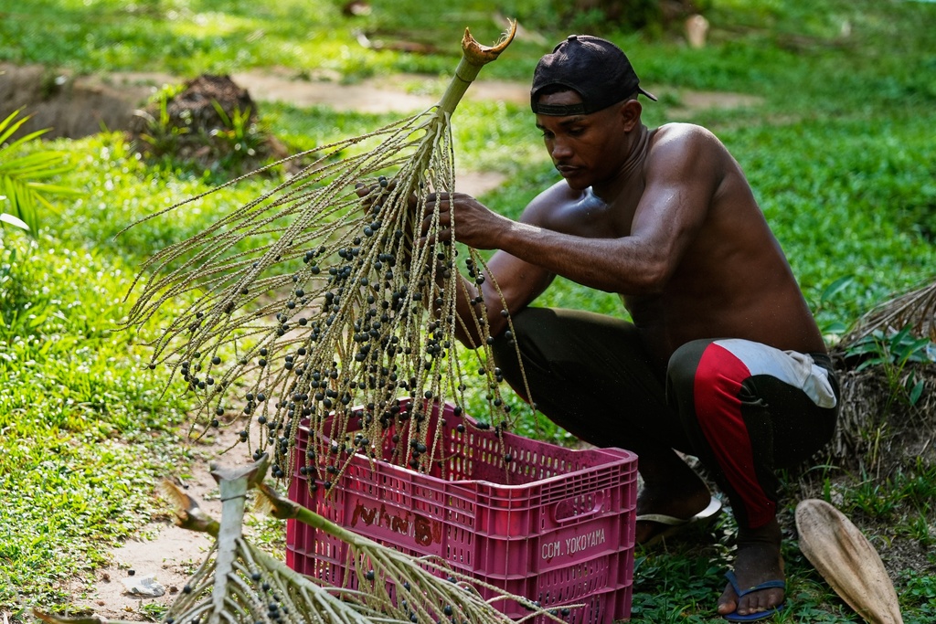 Alf removes berries of acai outside of his home in Itacoa Miri, Brazil, Tuesday, Nov. 18, 2025. (AP Photo/Fernando Llano)