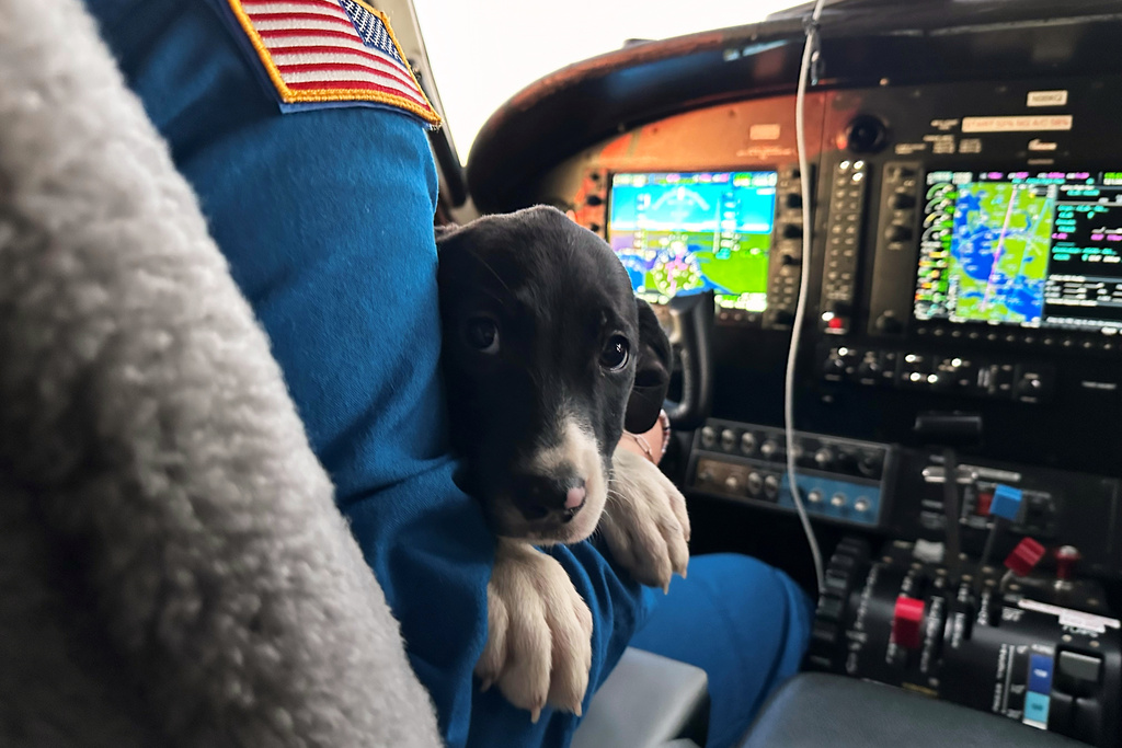 A puppy sits on pilot Stephen Nur's lap during a flight organized by the animal rescue group, Seuk's Army, Nov. 23, 2025. (AP Photo/Jennifer Peltz)