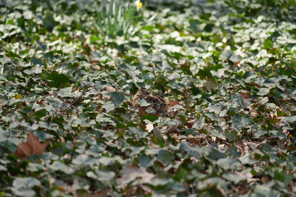 An American woodcock rests in a bed of ivy as it pauses along its spring migration route at Bryant Park in New York, Wednesday, April 8, 2026. (AP Photo/Emily Wang Fujiyama)