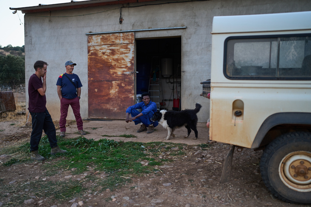 Shepherds Álvaro Esteban, left, Javi Esteban, center, and Osam Abdulmumen pause after milking a flock of sheep in Los Cortijos, central Spain, Tuesday, Oct. 7, 2025. (AP Photo/Bernat Armangue)