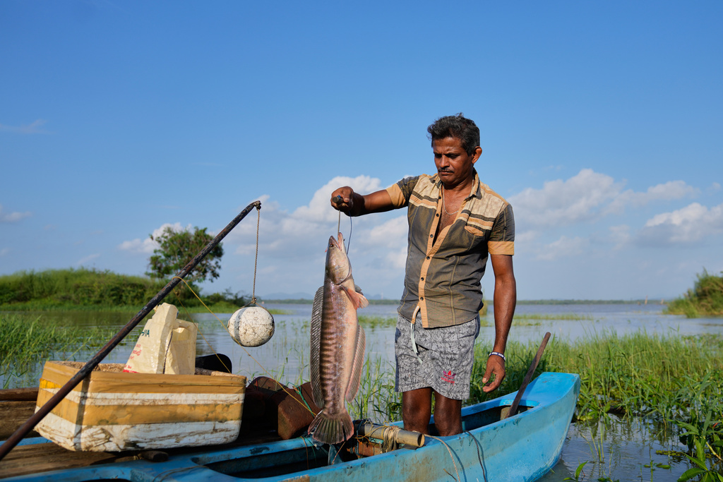 Ranjith Kumara lifts a giant snakehead he caught at the Deduru Oya Reservoir, in Walpaluwa village, Sri Lanka, Wednesday, Oct, 29, 2025. (AP Photo/Eranga Jayawardena)
