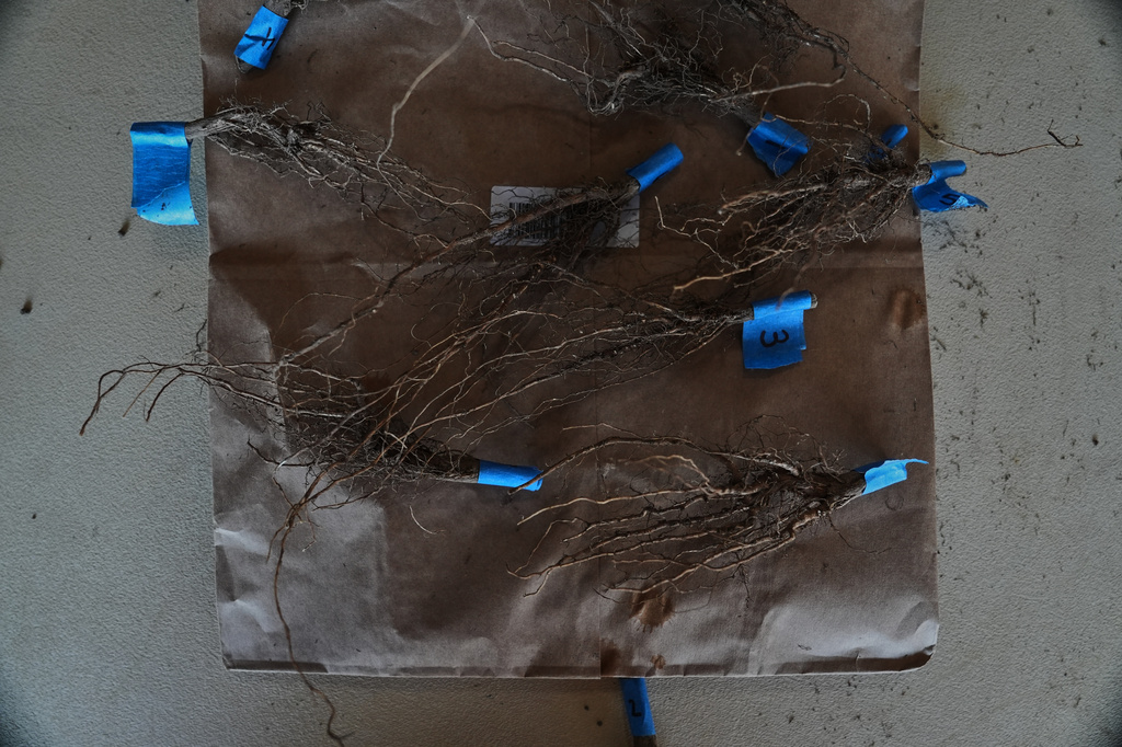 Root samples of genetically-engineered soybeans dry after collection Tuesday, Sept. 1, 2026, at a research farm in Urbana, Ill. (AP Photo/Joshua A. Bickel)