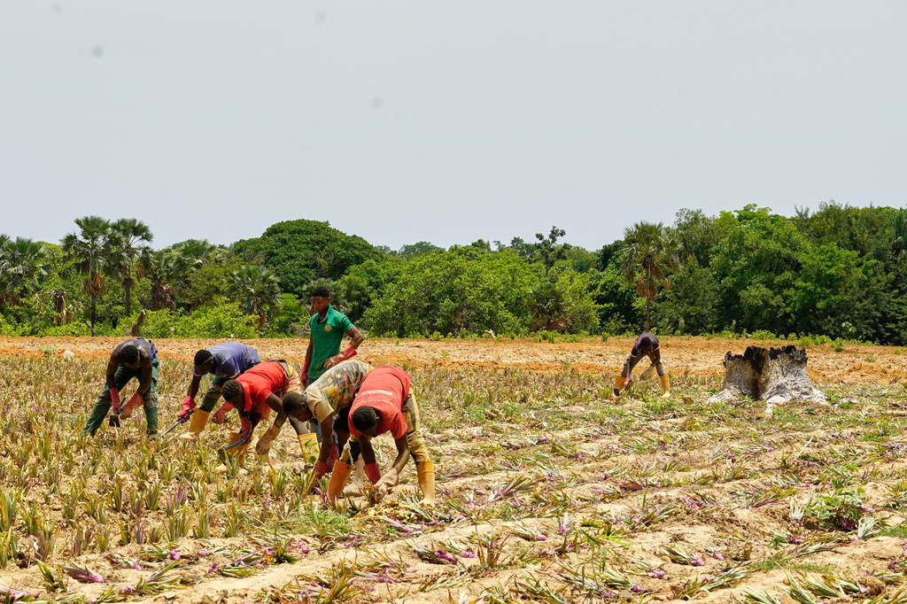 Workers plant pineapple seedlings at Djoda Farm in Matourkou, near Bobo-Dioulasso, Burkina Faso, Thursday, May 7, 2026. (AP Photo/Elia Borras)