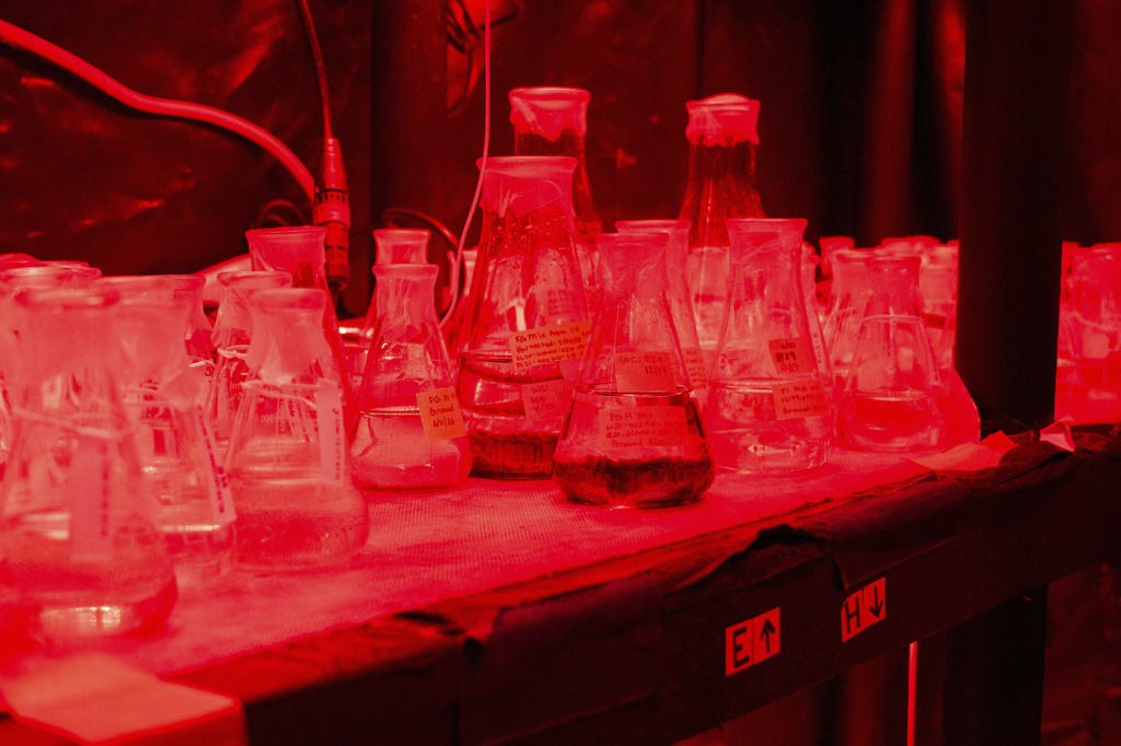 Kelp gametophytes, little seaweed cells, collected from locations across New England are stored under red light Friday, March 13, 2026, at the Woods Hole Oceanographic Institution in Woods Hole, Mass. (Ana Georgescu/MIT Graduate Program in Science Writing via AP)