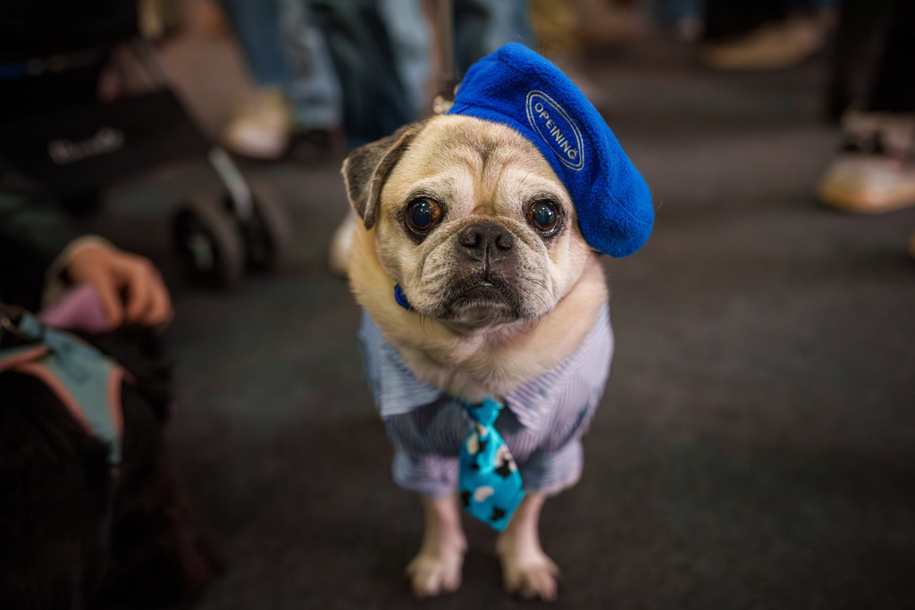 Puricel, wearing a beret and necktie, is dressed for a costume parade at the Pet Expo in Bucharest, Romania, Saturday, March 14, 2026. (AP Photo/Vadim Ghirda)