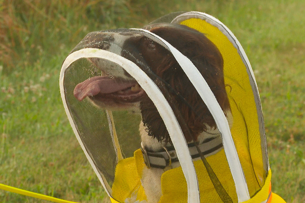 In this image made from video, Maple, an English springer spaniel wearing a protective suit, looks up at her handler, Sue Stejskal, at Michigan State University's Pollinator Performance Center Wednesday, Aug. 6, 2025, in East Lansing, Mich. (AP Photo/Mike Householder)
