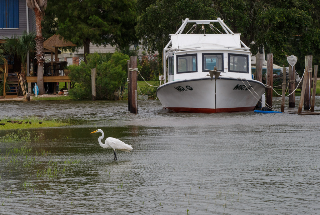 An egret wades through high water near a docked boat in Venetian Isles, La., just after the morning high tide as winds from Tropical Storm Bertha push water into the coastal community Wednesday, July 22, 2026. (David Grunfeld/The Times-Picayune/The New Orleans Advocate via AP)